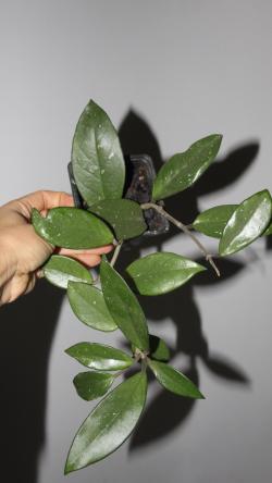 Sadnice - sobne biljke: Hoya carnosa
